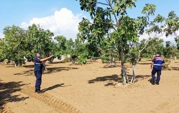 İl genelindeki incir bah&ccedil;elerine şok baskınlar yapılacak