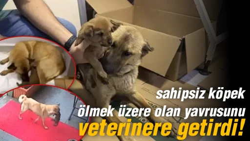 Sahipsiz k&ouml;pek, &ouml;lmek &uuml;zere olan yavrusunu veterinere getirdi!