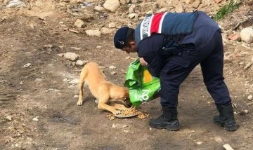 Jandarma sokak hayvanlarını unutmadı
