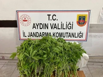 Jandarmanın yasadışı kenevir ekimi ile m&uuml;cadelesi s&uuml;r&uuml;yor