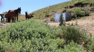 Karlık &ccedil;eşmesi atların uğrak yeri oldu