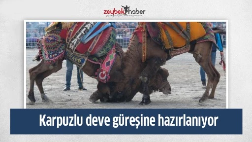 Karpuzlu deve g&uuml;reşine hazırlanıyor