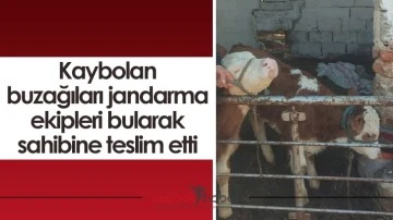 Kaybolan buzağıları jandarma ekipleri bularak sahibine teslim etti
