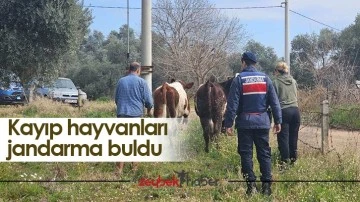 Kayıp hayvanları jandarma buldu