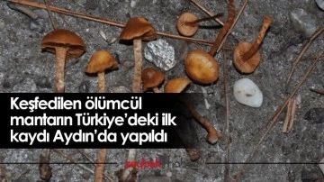 Keşfedilen &ouml;l&uuml;mc&uuml;l mantarın T&uuml;rkiye&rsquo;deki ilk kaydı Aydın&rsquo;da yapıldı
