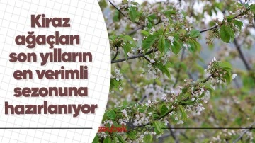 Kiraz ağa&ccedil;ları son yılların en verimli sezonuna hazırlanıyor