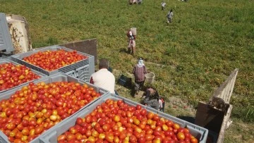 Kiraz ve domates ihracatında rekor