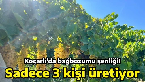 Ko&ccedil;arlı'da bağbozumu şenliği! Sadece 3 kişi &uuml;retiyor