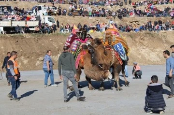 Ko&ccedil;arlı, Geleneksel Deve G&uuml;reşi Festivali'ne hazır