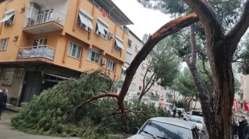 Kopan ağa&ccedil; dalı seyir halindeki otomobilin &uuml;zerine d&uuml;şt&uuml;