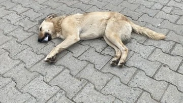 K&ouml;şk'te hayvan katliamı