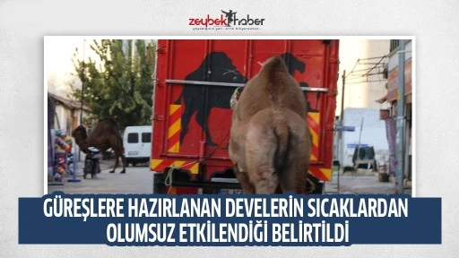  K&uuml;resel ısınma develerin de dengesini bozdu