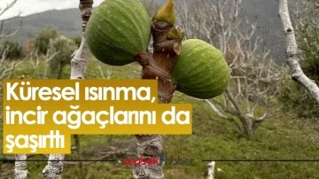 K&uuml;resel ısınma, incir ağa&ccedil;larını da şaşırttı