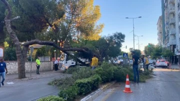 Kuruyan &ccedil;am ağacı ağırlığa dayanamayarak yola devrildi