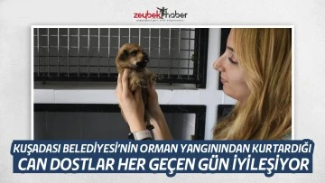 KUŞADASI BELEDİYESİ&rsquo;NİN ORMAN YANGININDAN KURTARDIĞI CAN DOSTLAR HER GE&Ccedil;EN G&Uuml;N İYİLEŞİYOR