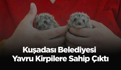 Kuşadası Belediyesi Yavru Kirpilere Sahip Çıktı