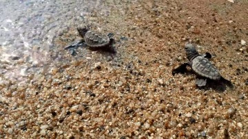 Kuşadası&rsquo;nda 33 caretta caretta yavrusu denizle buluştu