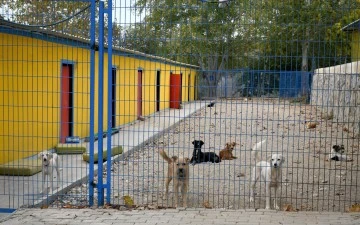 Kuşadası'nda 38 can dostu hayata tutundu