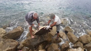Kuşadası&rsquo;nda caretta caretta cinsi deniz kaplumbağası kıyıya vurdu
