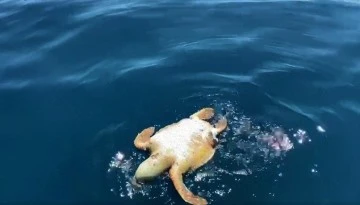 Kuşadası&rsquo;nda deniz kaplumbağası &ouml;l&uuml; olarak bulundu