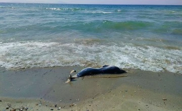 Kuşadası&rsquo;nda iki yunus karaya vurdu