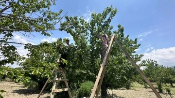 Kuşadası&rsquo;nda kiraz hasadı devam ediyor