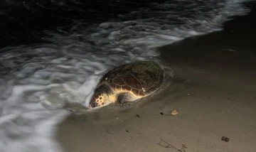 Kuşadası&rsquo;nda sahilde caretta caretta t&uuml;r&uuml; deniz kaplumbağası &ouml;l&uuml; olarak bulundu