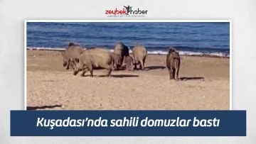 Kuşadası&rsquo;nda sahili domuzlar bastı