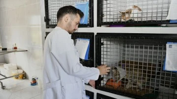 Kuşadası&rsquo;nda sahipsiz can dostların ihtiya&ccedil;ları &uuml;cretsiz karşılanıyor
