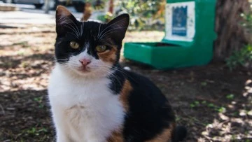 Kuşadası&rsquo;nda sokak hayvanları unutulmuyor