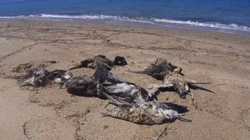 Kuşadası&rsquo;nda yelkovan kuşları &ouml;l&uuml; bulundu