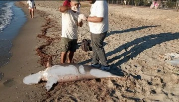 Kuşadası&rsquo;nda yunus balığı karaya vurdu
