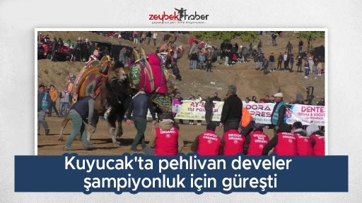 Kuyucak'ta pehlivan develer şampiyonluk i&ccedil;in g&uuml;reşti