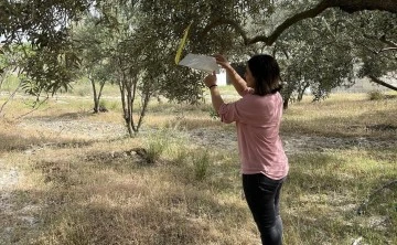 Kuyucak'ta zeytin g&uuml;vesi uyarısı