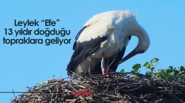 Leylek &ldquo;Efe&rdquo; 13 yıldır doğduğu topraklara geliyor