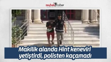 Makilik alanda Hint keneviri yetiştirdi, polisten ka&ccedil;amadı