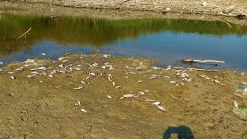 Menderes kurudu, y&uuml;zlerce balık &ouml;lmeye başladı