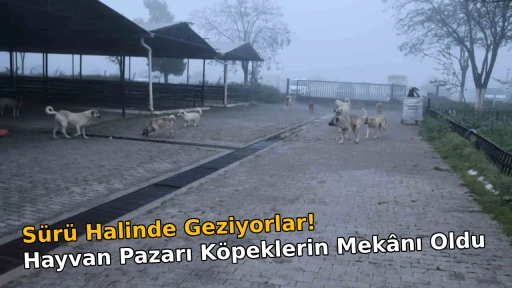 S&uuml;r&uuml; Halinde Geziyorlar! Hayvan Pazarı K&ouml;peklerin Mek&acirc;nı Oldu