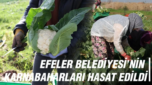 EFELER BELEDİYESİ&rsquo;NİN KARNABAHARLARI HASAT EDİLDİ