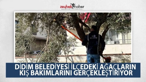 DİDİM BELEDİYESİ İLÇEDEKİ AĞAÇLARIN KIŞ BAKIMLARINI GERÇEKLEŞTİRİYOR
