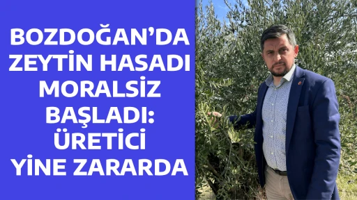 BOZDOĞAN&rsquo;DA ZEYTİN HASADI MORALSİZ BAŞLADI: &Uuml;RETİCİ YİNE ZARARDA