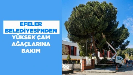 EFELER BELEDİYESİ&rsquo;NDEN Y&Uuml;KSEK &Ccedil;AM AĞA&Ccedil;LARINA BAKIM