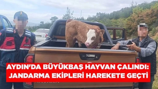 AYDIN'DA B&Uuml;Y&Uuml;KBAŞ HAYVAN &Ccedil;ALINDI: JANDARMA EKİPLERİ HAREKETE GE&Ccedil;Tİ