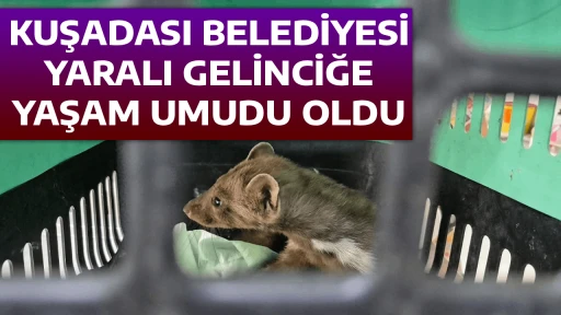 KUŞADASI BELEDİYESİ YARALI GELİNCİĞE YAŞAM UMUDU OLDU