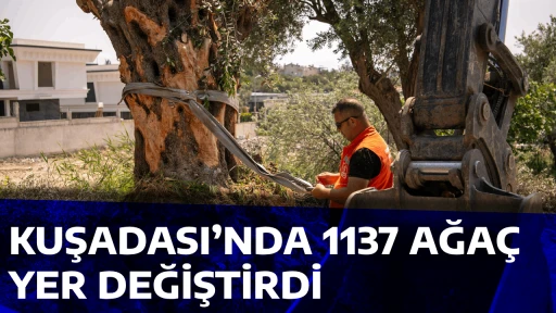 KUŞADASI&rsquo;NDA 1137 AĞA&Ccedil; YER DEĞİŞTİRDİ