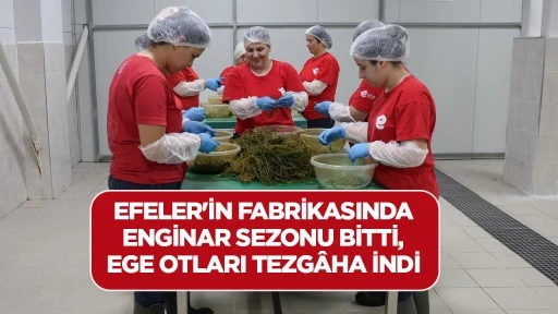 EFELER'İN FABRİKASINDA ENGİNAR SEZONU BİTTİ, EGE OTLARI TEZG&Acirc;HA İNDİ
