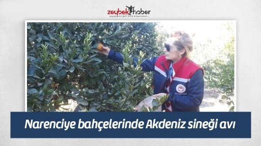 Narenciye bah&ccedil;elerinde Akdeniz sineği avı