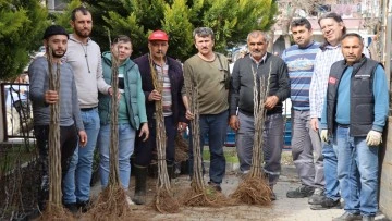 Nazilli'de 16 mahallede 10 bin incir fidanı dağıtıldı