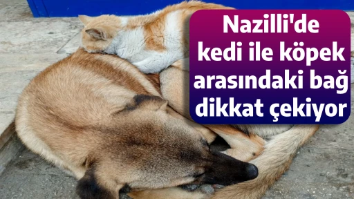 Nazilli'de kedi ile k&ouml;pek arasındaki bağ dikkat &ccedil;ekiyor