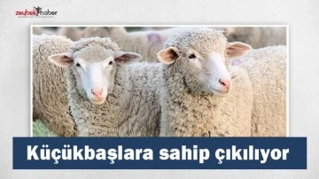 Nazilli&rsquo;de k&uuml;&ccedil;&uuml;kbaşlara sahip &ccedil;ıkılıyor